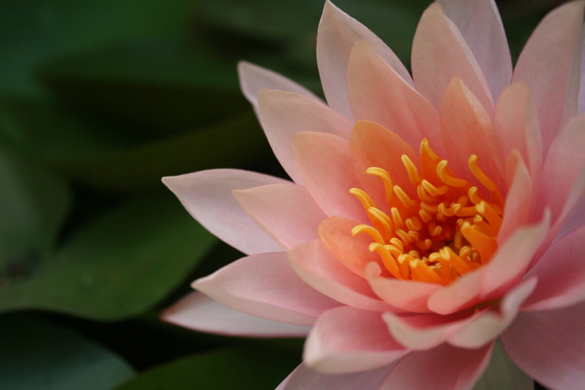 lotus auroville